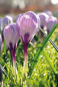 bulb afbeelding