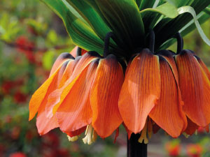 Crown Imperial Flower orange 