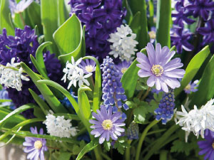 bulb afbeelding