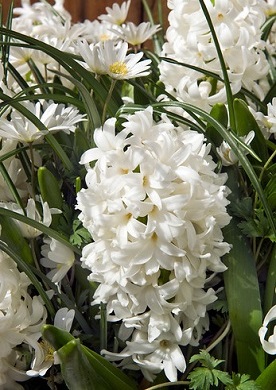 Hyacinten zijn erg populair voor de tuin. Eén van de redenen hiervoor is het brede assortiment kleuren maar ook de lekker geur speelt een rol. De laatste reden is dat hyacinten makkelijk in bloei komen. Wit is de kleur van ontspanning en rust. Plant daarom eens een tuin vol met witte bloemen, dan is het vanaf januari al genieten geblazen van deze prachtige tuinjuweeltjes.