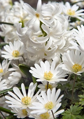 Om mooie dichte bloemtapijtjes van de Anemone blanda te creëren plant u de kleine knolletjes op 5 centimeter afstand van elkaar op een diepte van rond de 4 centimeter. Wit is de kleur van ontspanning en rust. Plant daarom eens een tuin vol met witte bloemen, dan is het vanaf januari al genieten geblazen van deze prachtige tuinjuweeltjes.