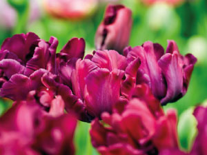 bulb afbeelding