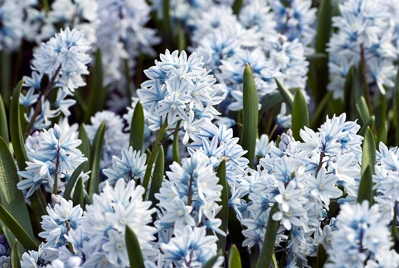 Light blue flowers