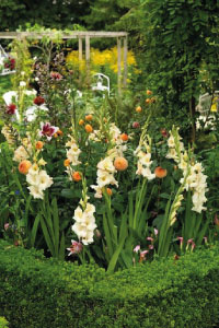 bulb afbeelding