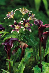 bulb afbeelding