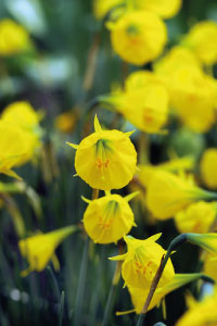 bulb afbeelding