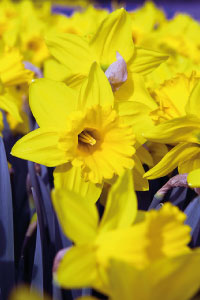 bulb afbeelding