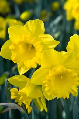 Daffodils fit any garden and give the fantastic spring feeling.