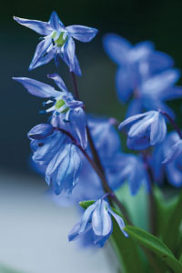 bulb afbeelding