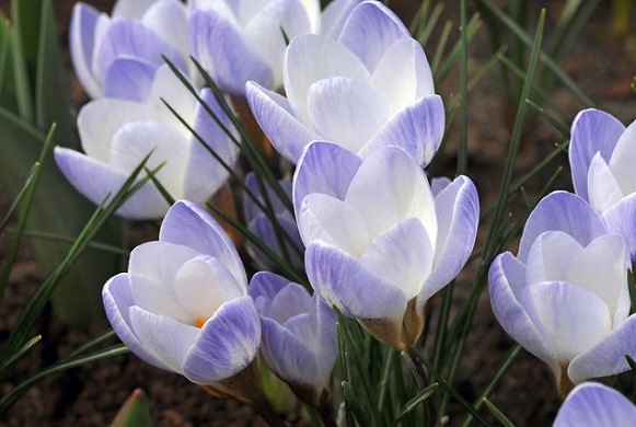 Lila blue flowers crocus