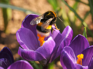 Crocuses bloom early in spring and thus must for biodiversity More biodiversity in the garden, plant crocuses. These bulbs plant in you autumn and give the first color and thus nectar for biodiversity in the garden.