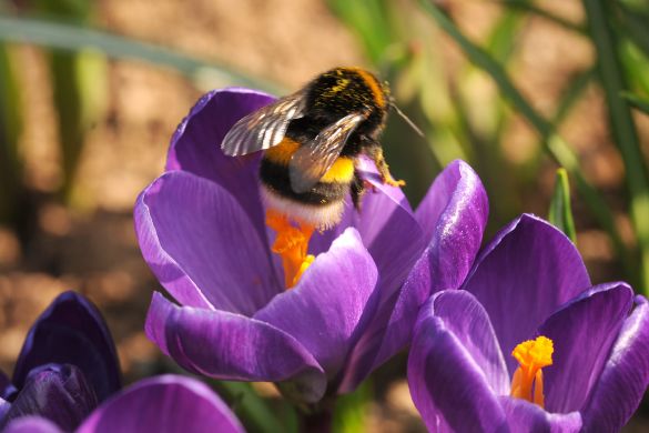 Crocuses bloom early in spring and thus are a must for biodiversity More biodiversity in the garden, plant crocuses. These bulbs plant in your autumn and provide the first colour and thus nectar for biodiversity in the garden.