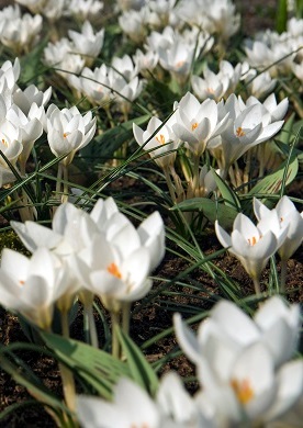 Het effect van krokussen is erg mooi wanneer ze in grote getallen geplant worden. Voor een massief effect, moeten 100 tot 150 knollen worden geplant. De kelkvormige bloemen openen zich als de zon schijnt of wanneer er veel licht is; ze sluiten bij donker weer en ’s nachts. Wit is de kleur van ontspanning en rust. Plant daarom eens een tuin vol met witte bloemen, dan is het vanaf januari al genieten geblazen van deze prachtige tuinjuweeltjes.