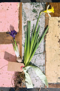 bulb afbeelding