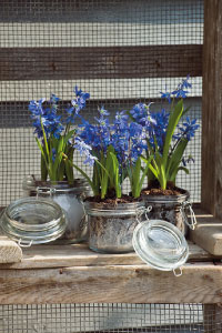 bulb afbeelding