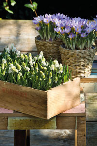 bulb afbeelding
