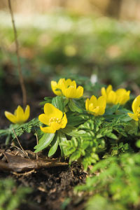 bulb afbeelding
