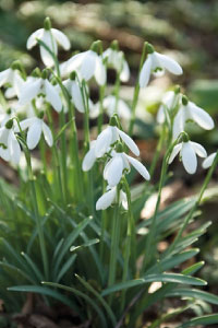 bulb afbeelding