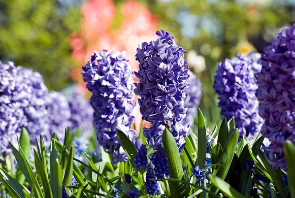 Dark blue hycathinus flowers