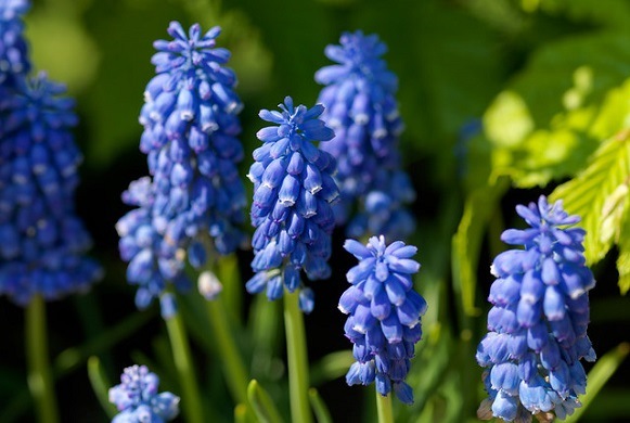 Blue muscari flowers
