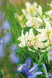 bulb afbeelding