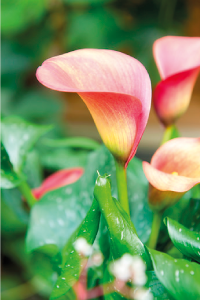 bulb afbeelding