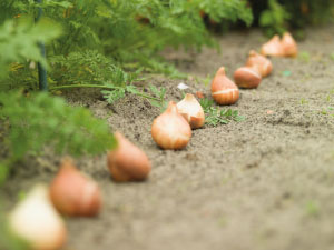 bulb afbeelding