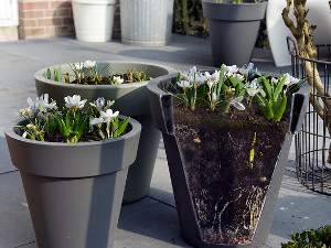 bulb afbeelding
