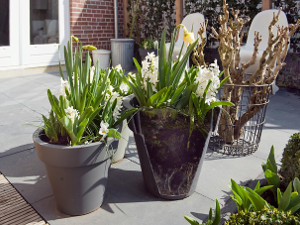 bulb afbeelding