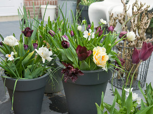 bulb afbeelding