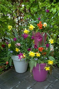 bulb afbeelding