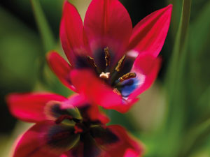 bulb afbeelding