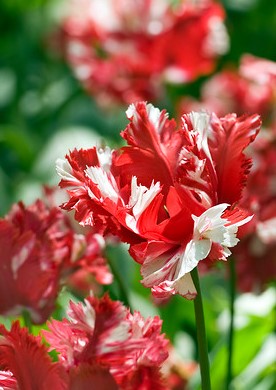 Parrot tulip red white striped