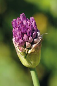 bulb afbeelding