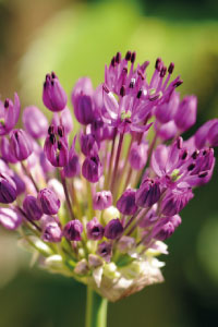 bulb afbeelding