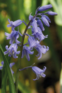 bulb afbeelding