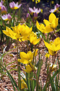 bulb afbeelding