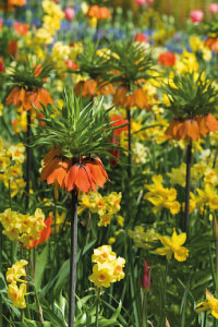 Crown Imperial Flower orange mix with narcissus