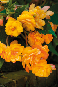 bulb afbeelding