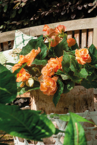 bulb afbeelding