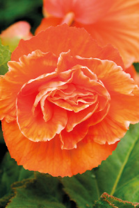 bulb afbeelding