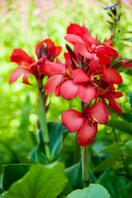 Canna flower