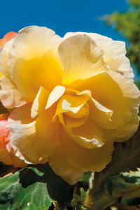bulb afbeelding
