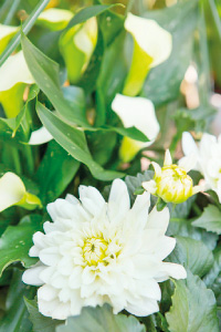 bulb afbeelding