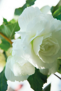bulb afbeelding