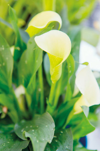 bulb afbeelding