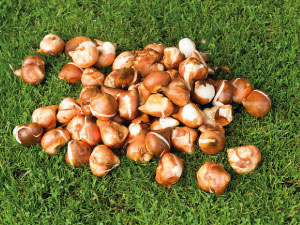 bulb afbeelding