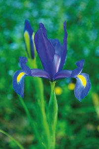 bulb afbeelding