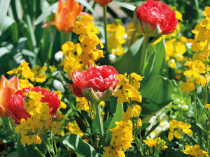 bulb afbeelding