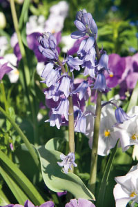 bulb afbeelding